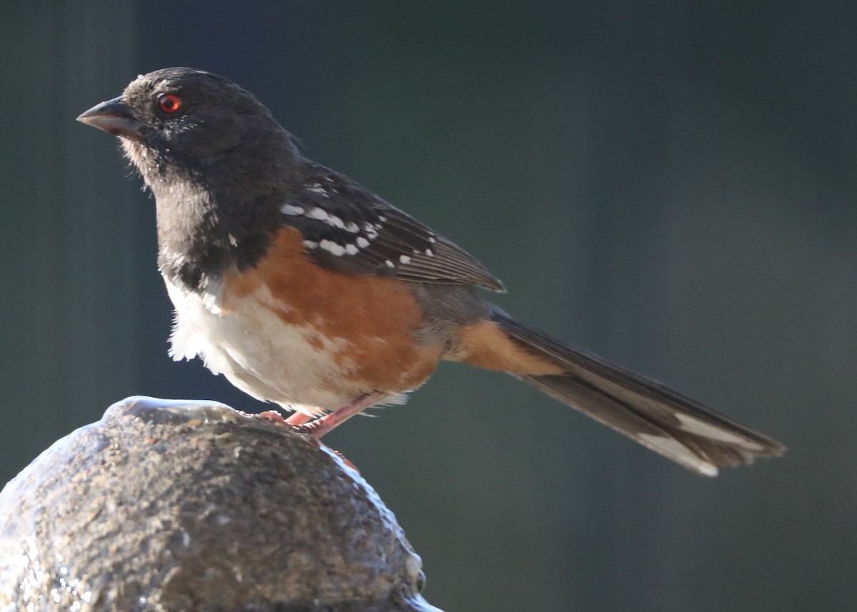 Spotted Towhee - ML620618677