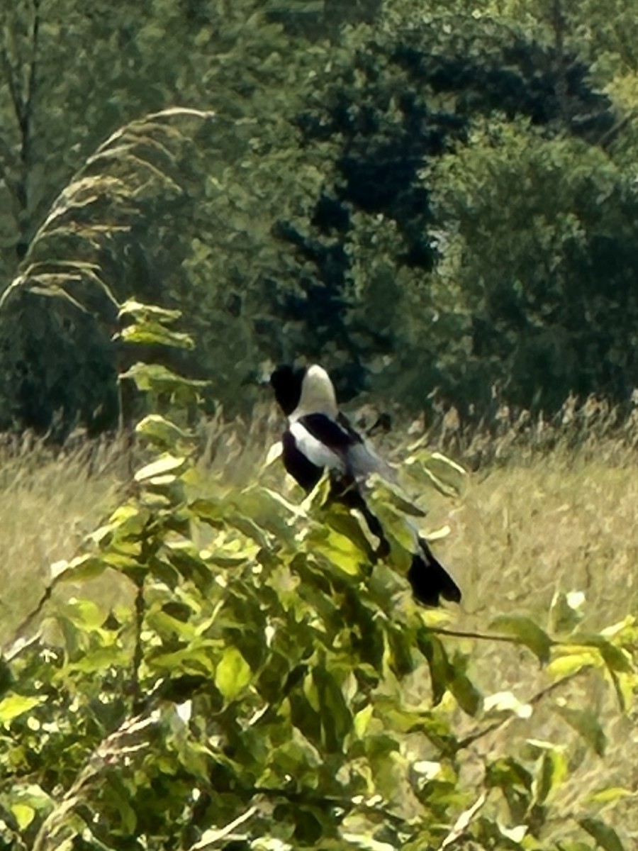 Goglu des prés - ML620618679