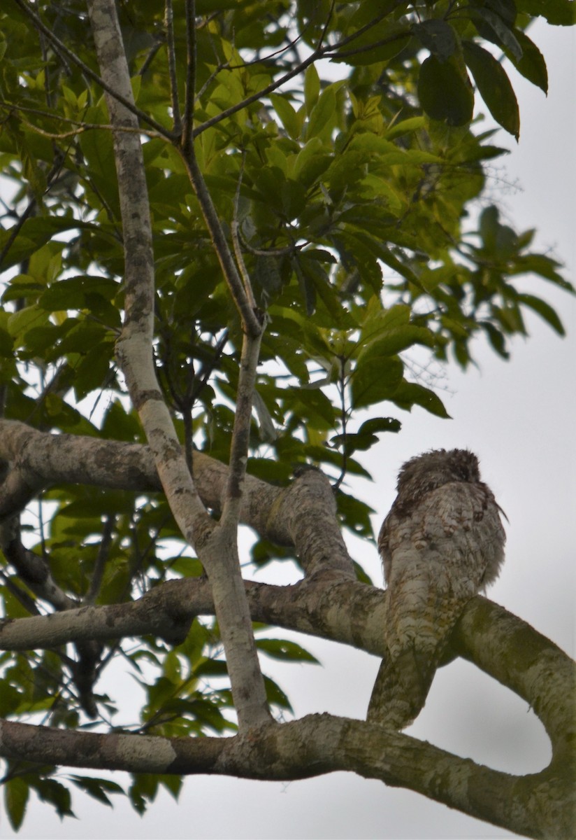 Great Potoo - ML620618681