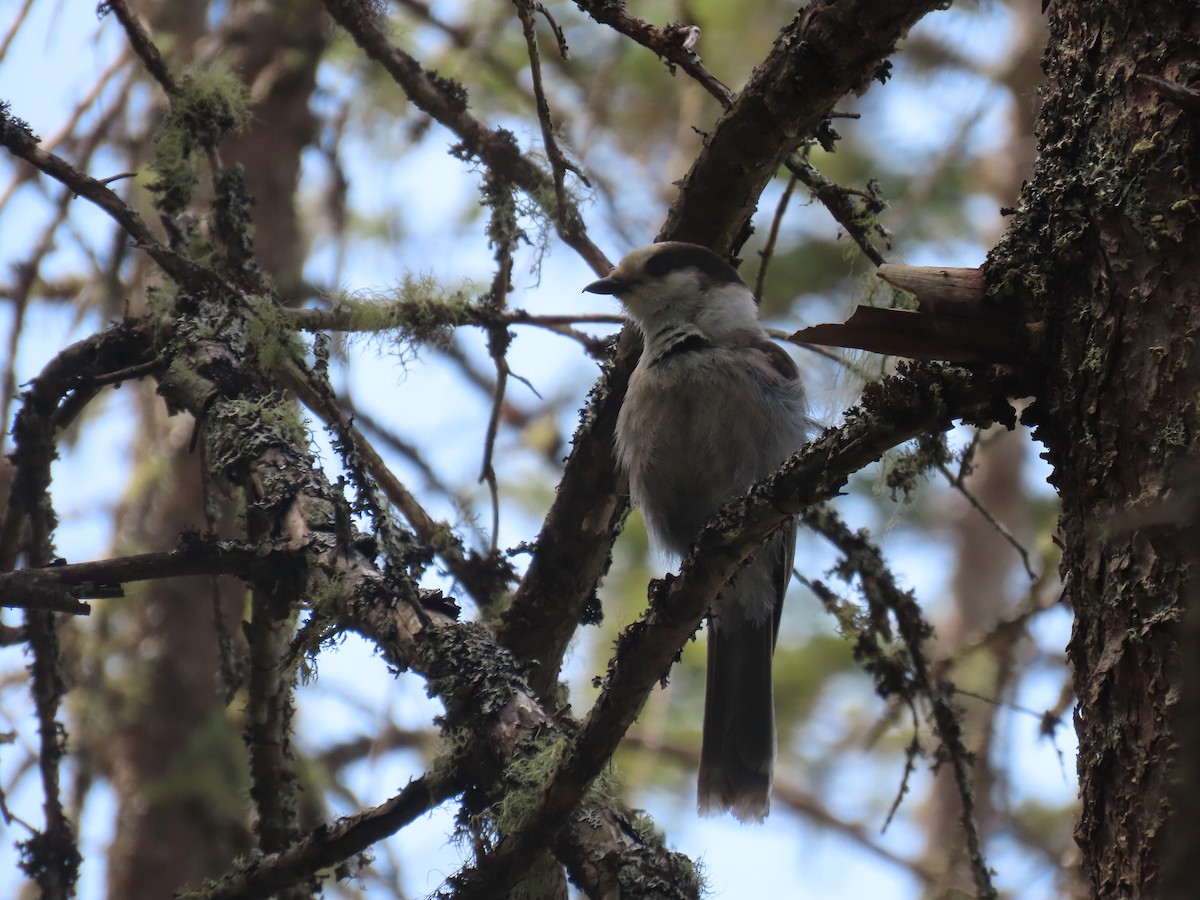 Canada Jay (Boreal) - ML620618682