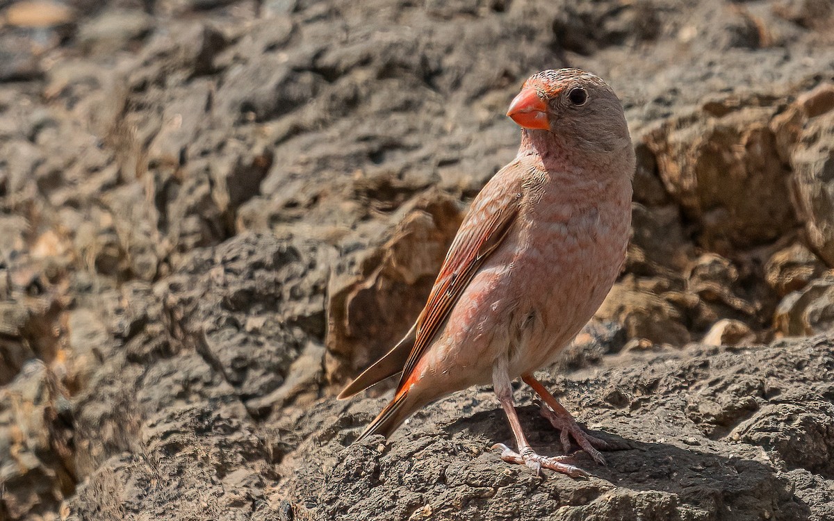 Trumpeter Finch - ML620618684