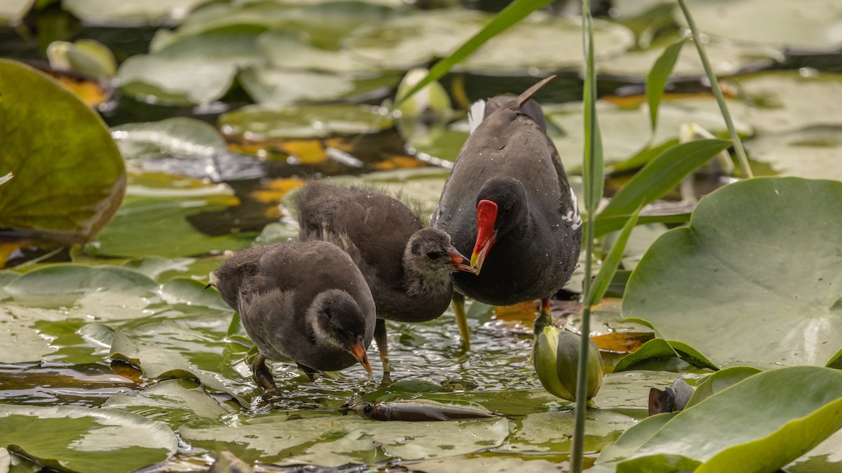 Eurasian Moorhen - Guy de Bruyn