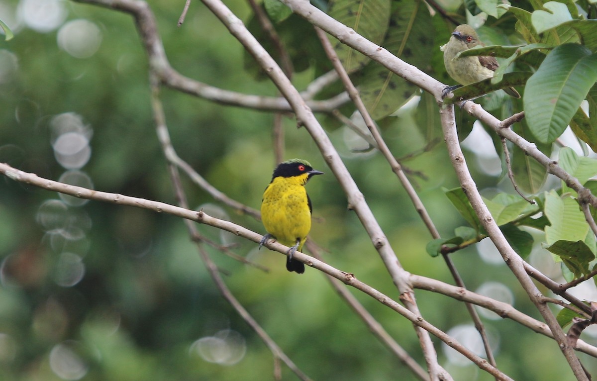 Yellow-bellied Dacnis - ML620618689