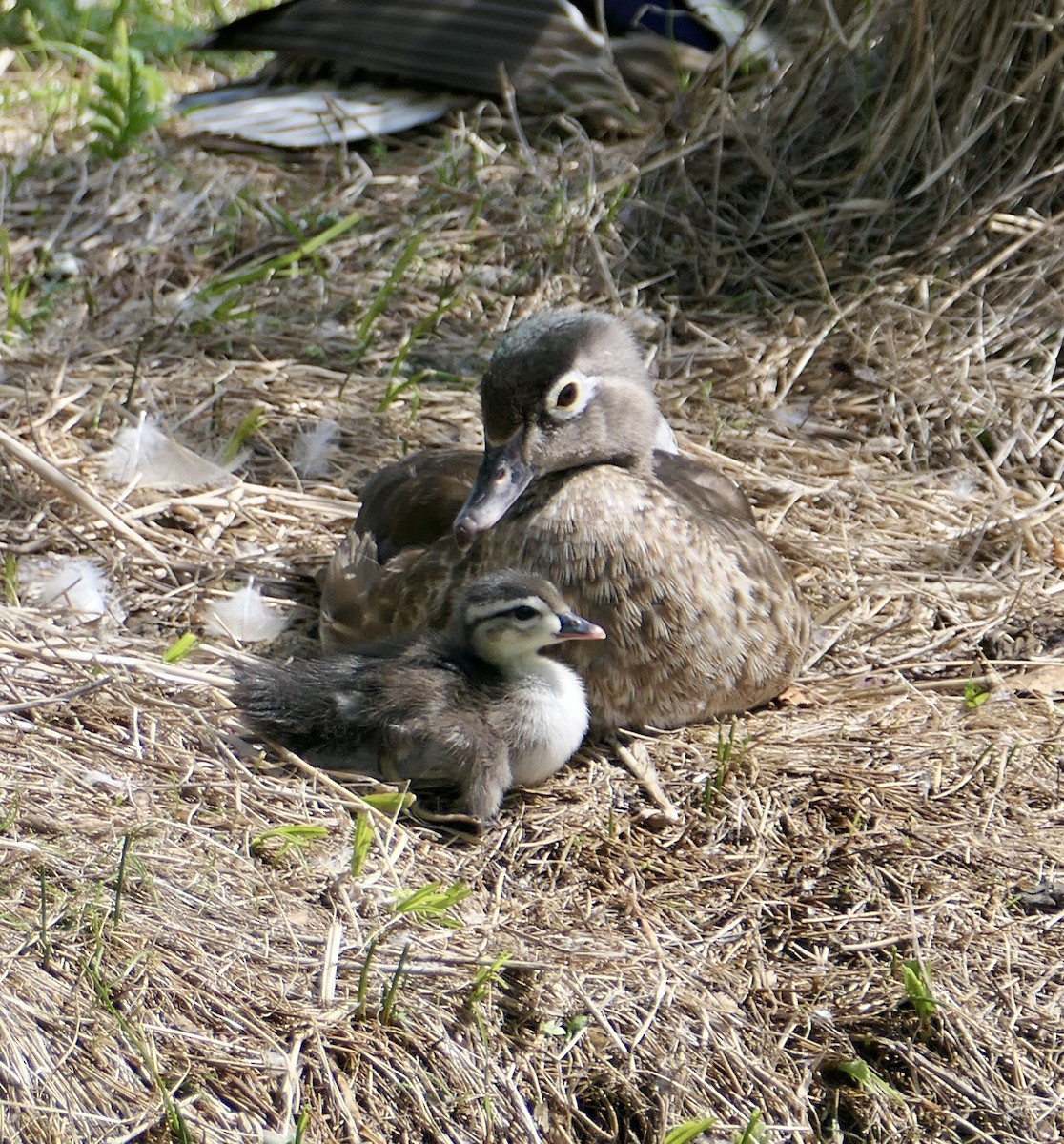 Wood Duck - ML620618690