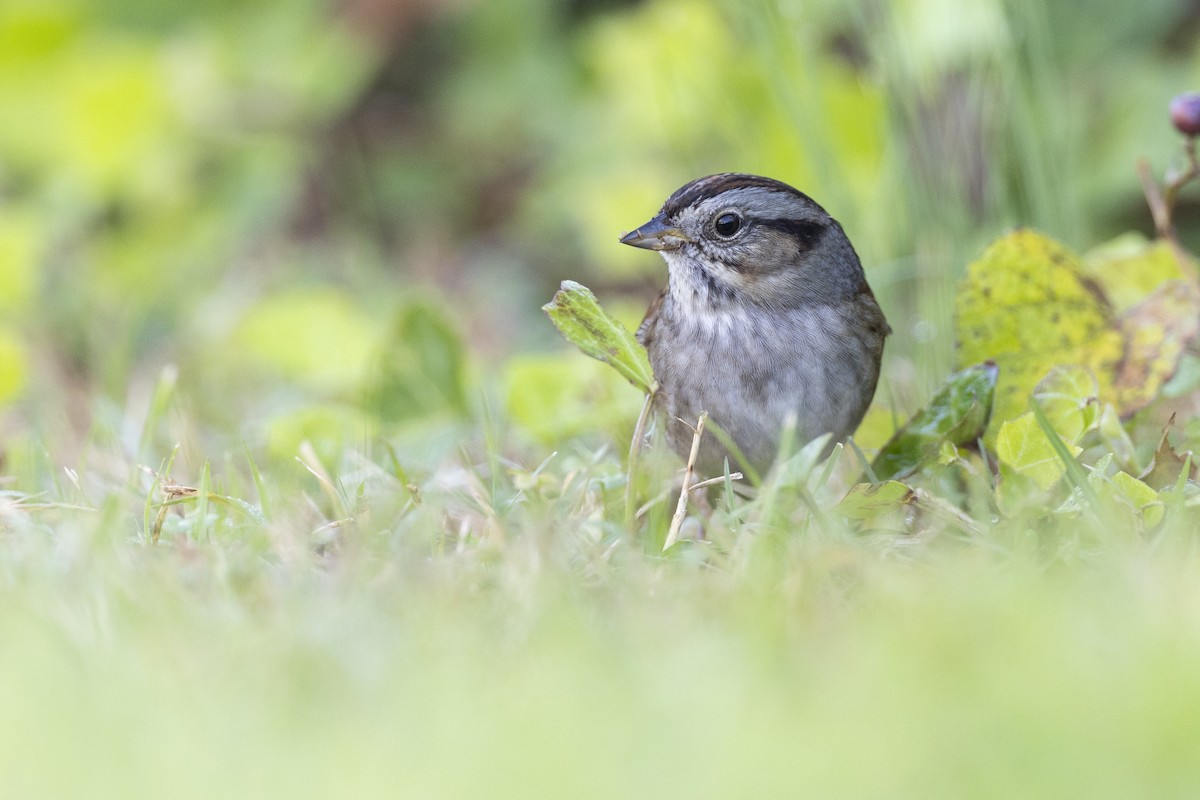 Swamp Sparrow - Michael Stubblefield