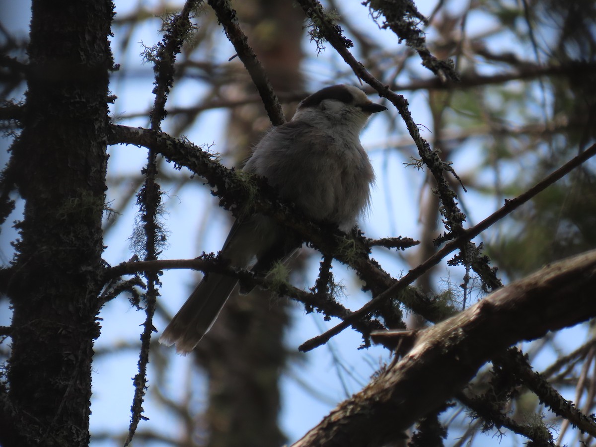 Canada Jay (Boreal) - ML620618692