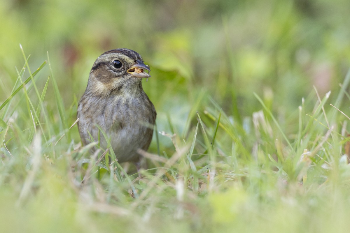 Swamp Sparrow - ML620618693