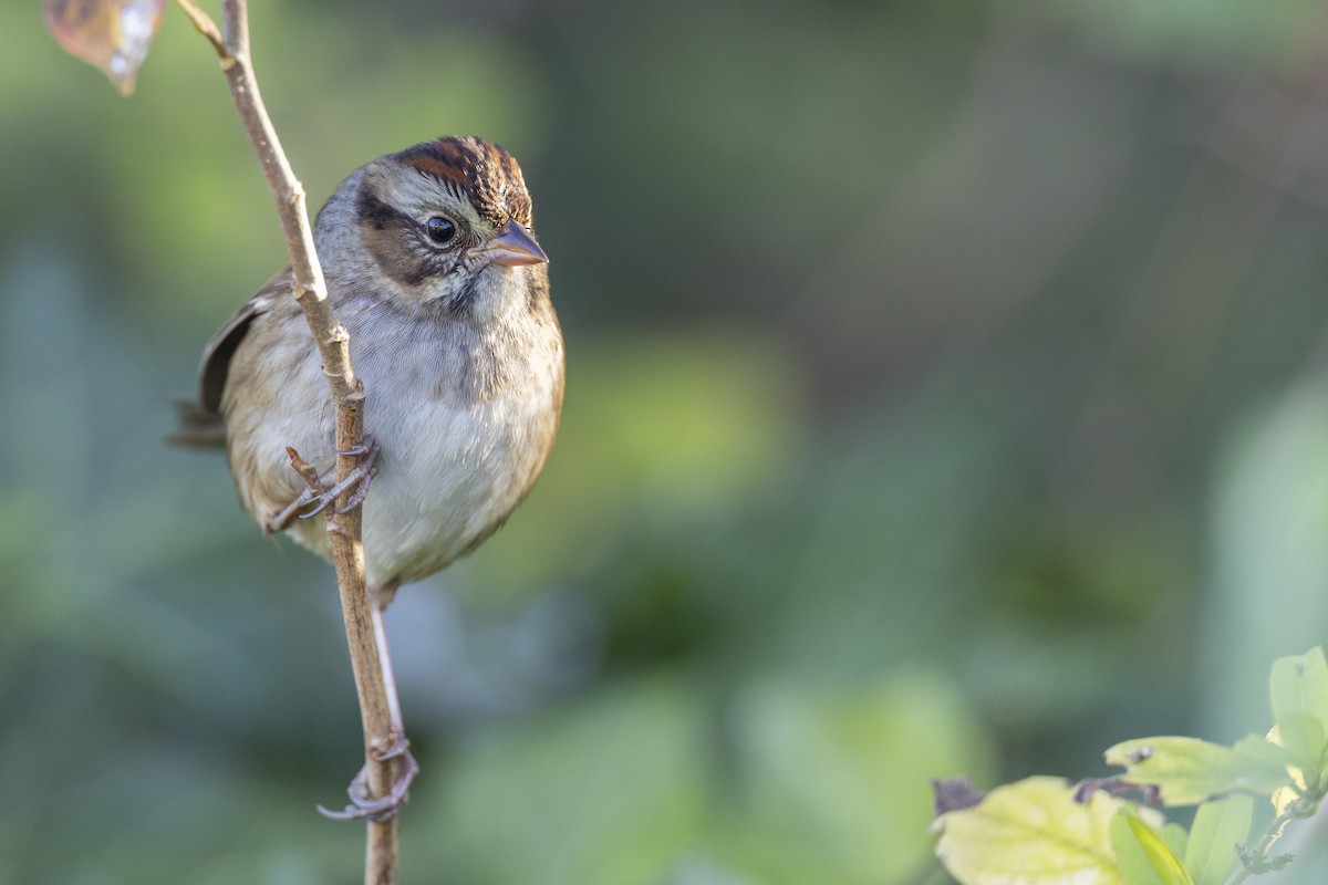 Swamp Sparrow - ML620618694