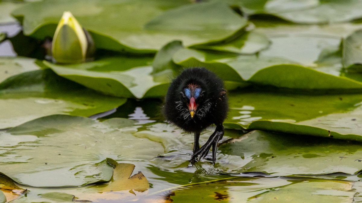 Gallinule poule-d'eau - ML620618695