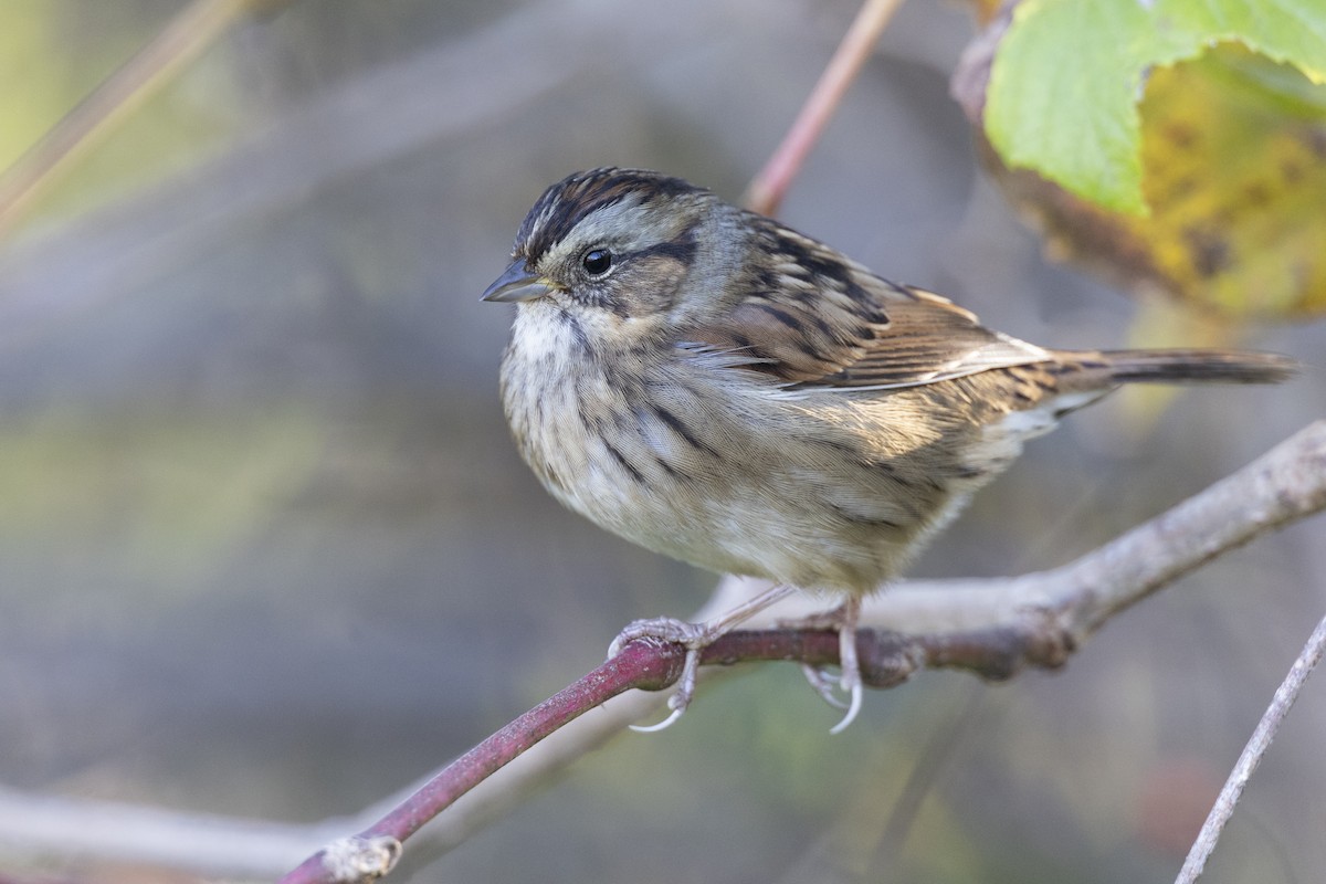 Swamp Sparrow - ML620618696