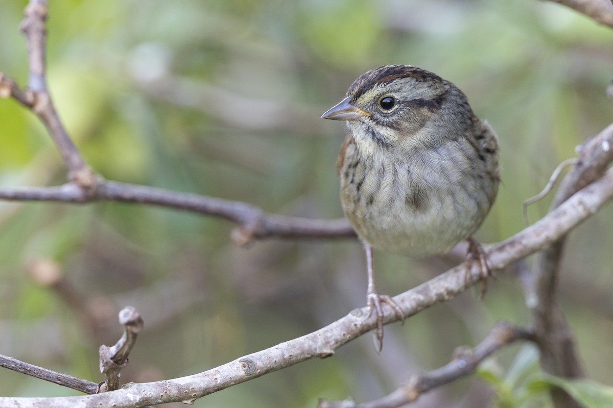 Swamp Sparrow - ML620618698