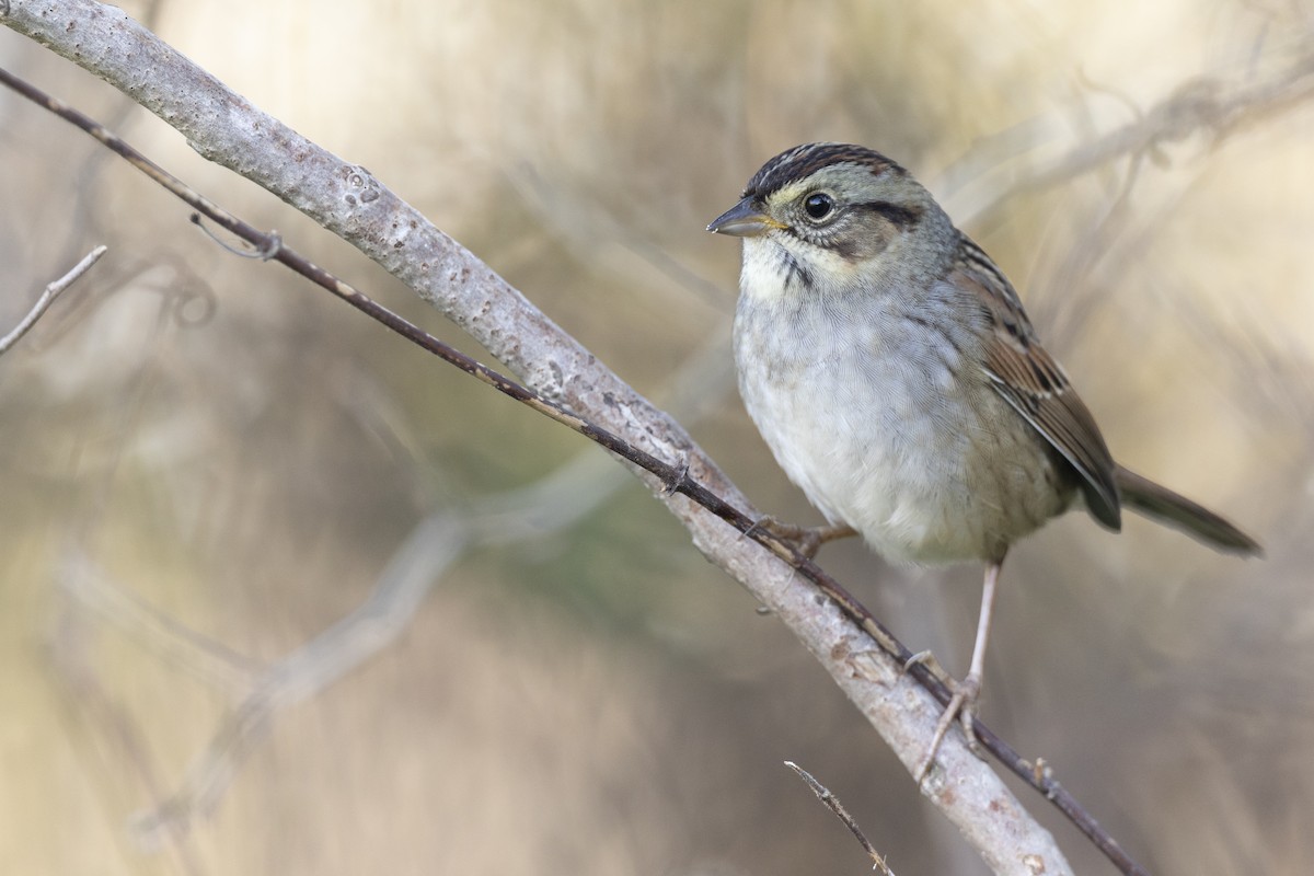 Swamp Sparrow - ML620618699