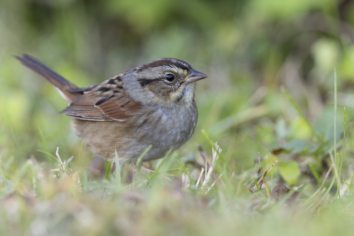 Swamp Sparrow - ML620618700