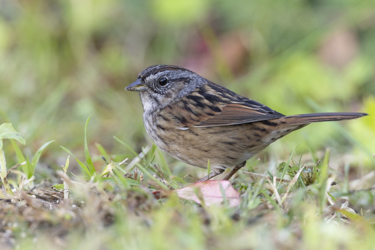 Swamp Sparrow - ML620618701