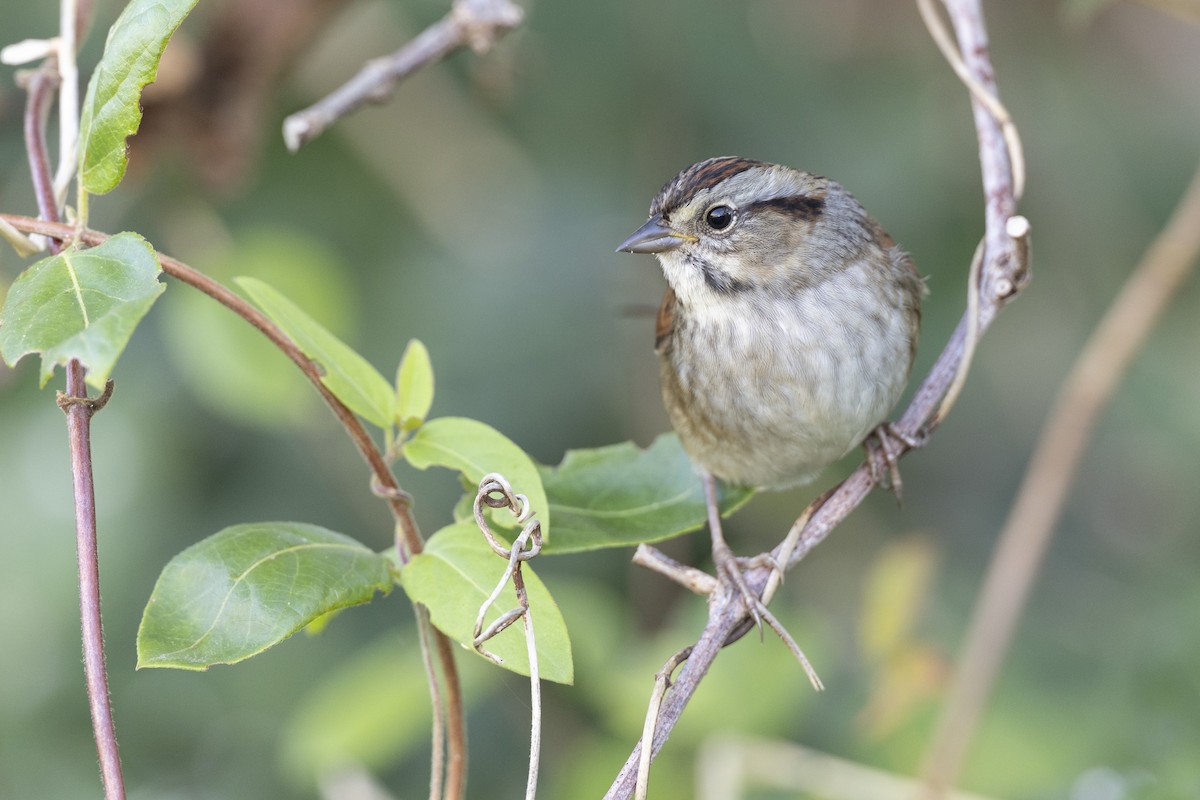 Swamp Sparrow - ML620618702