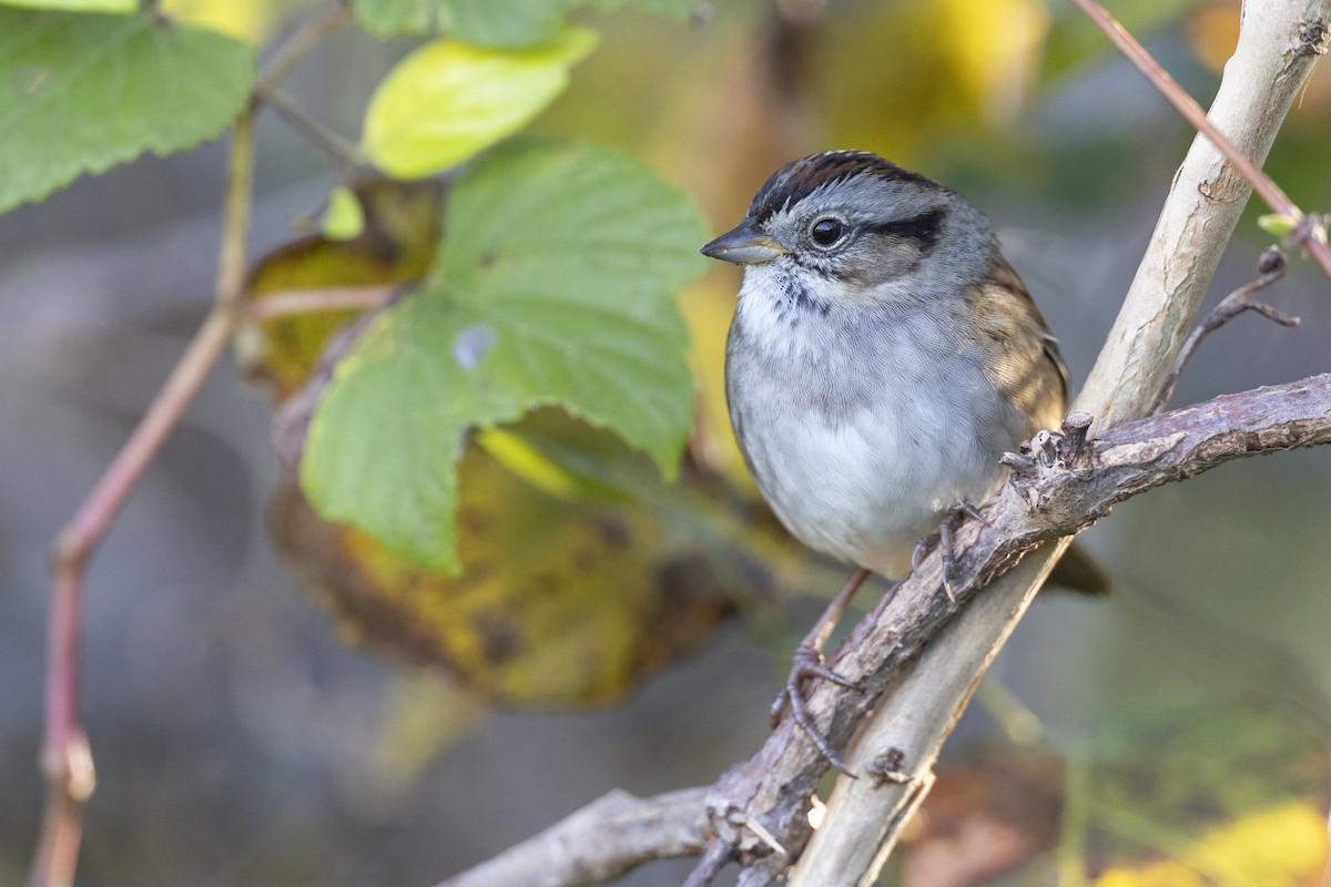 Swamp Sparrow - Michael Stubblefield