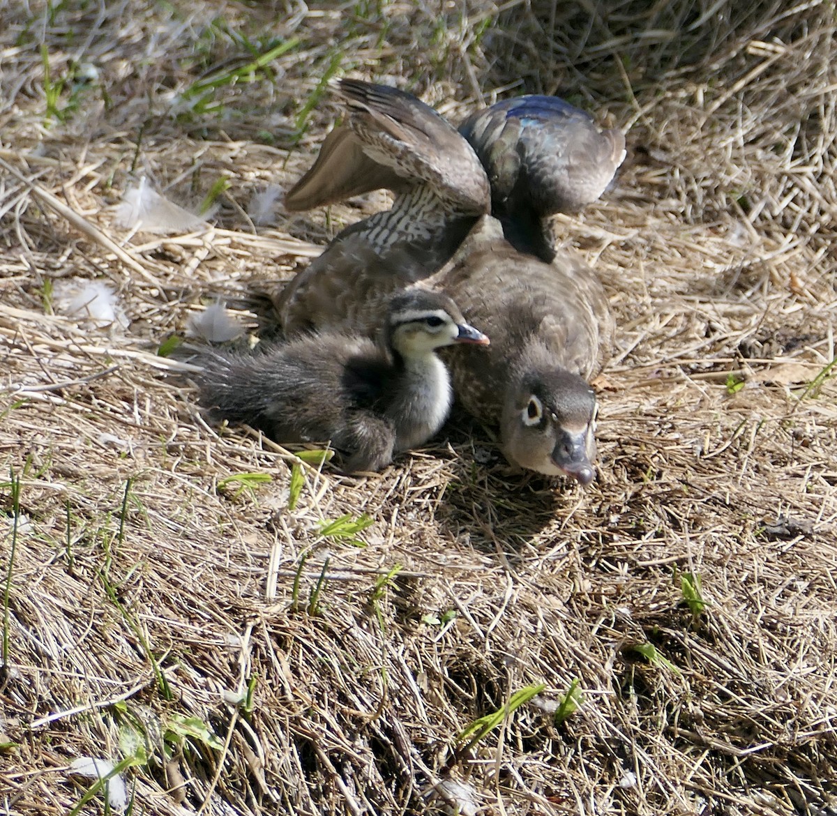 Wood Duck - ML620618704