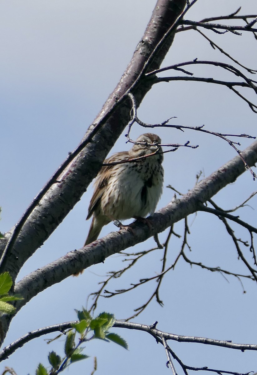 Song Sparrow - ML620618709