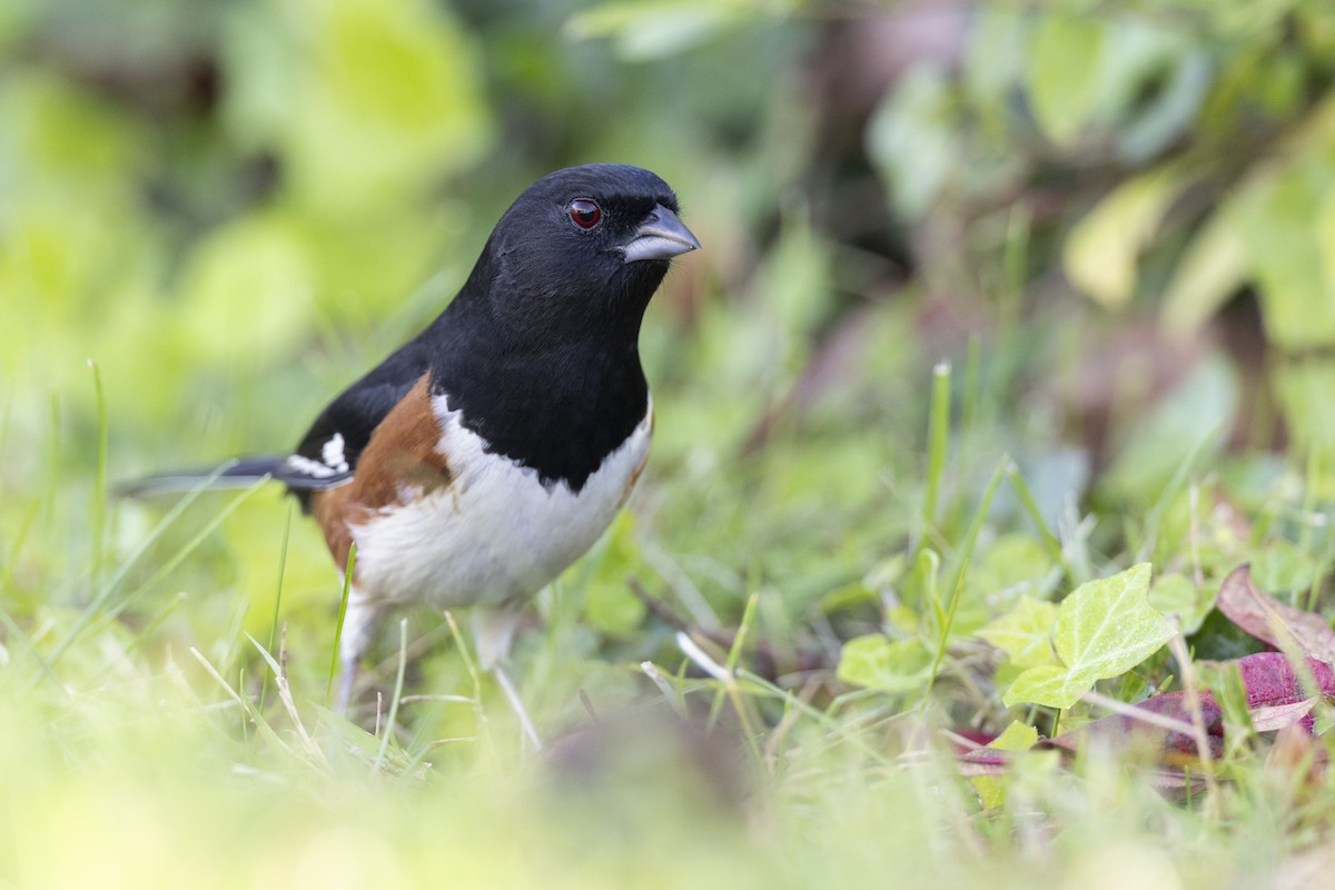 ワキアカトウヒチョウ（erythrophthalmus／canaster） - ML620618714