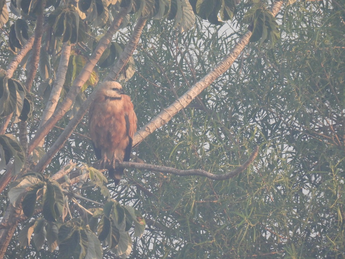 Black-collared Hawk - ML620618715