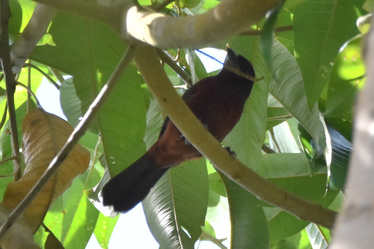 Silver-beaked Tanager - ML620618716