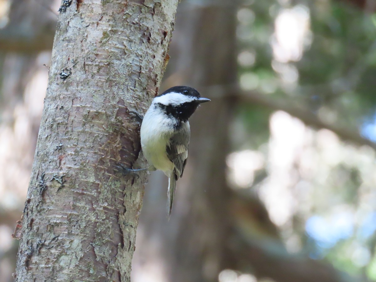 Black-capped Chickadee - ML620618718