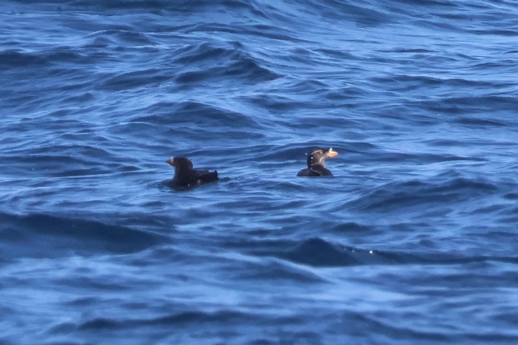 Rhinoceros Auklet - ML620618726