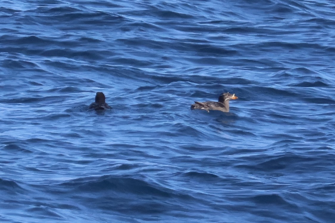 Rhinoceros Auklet - ML620618727