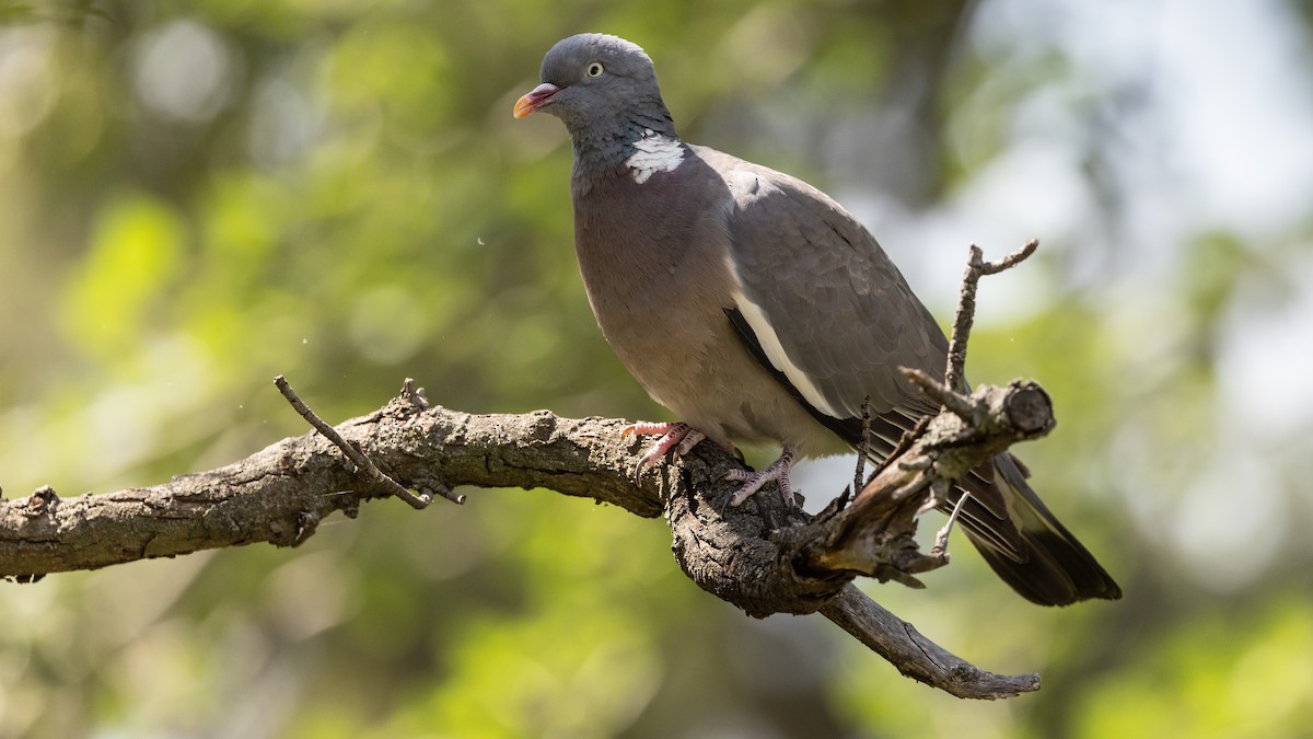 Common Wood-Pigeon - ML620618728