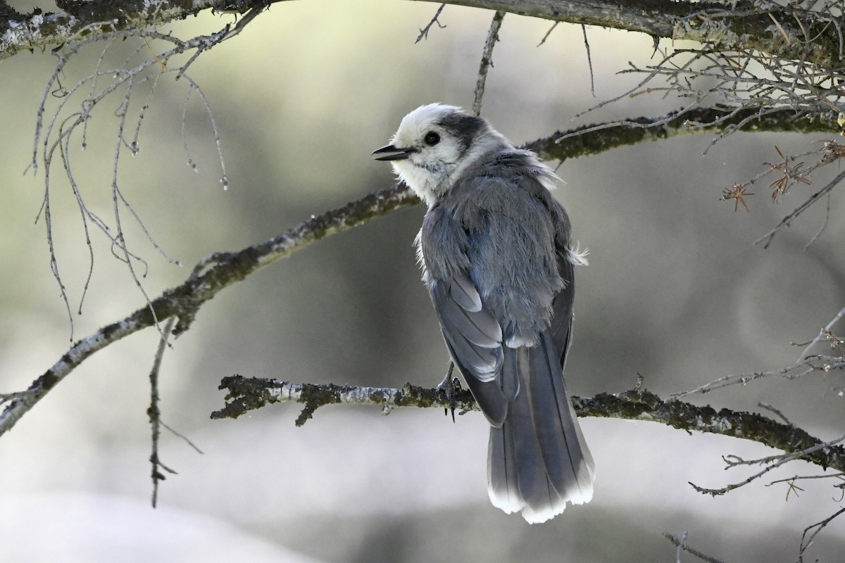 Canada Jay - ML620618735