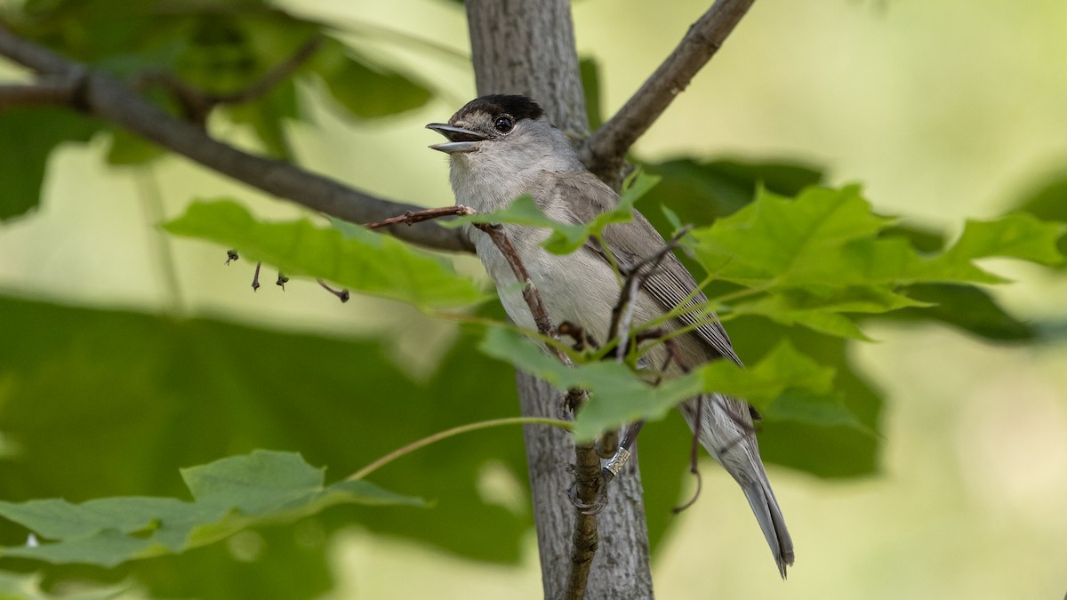 Eurasian Blackcap - ML620618737