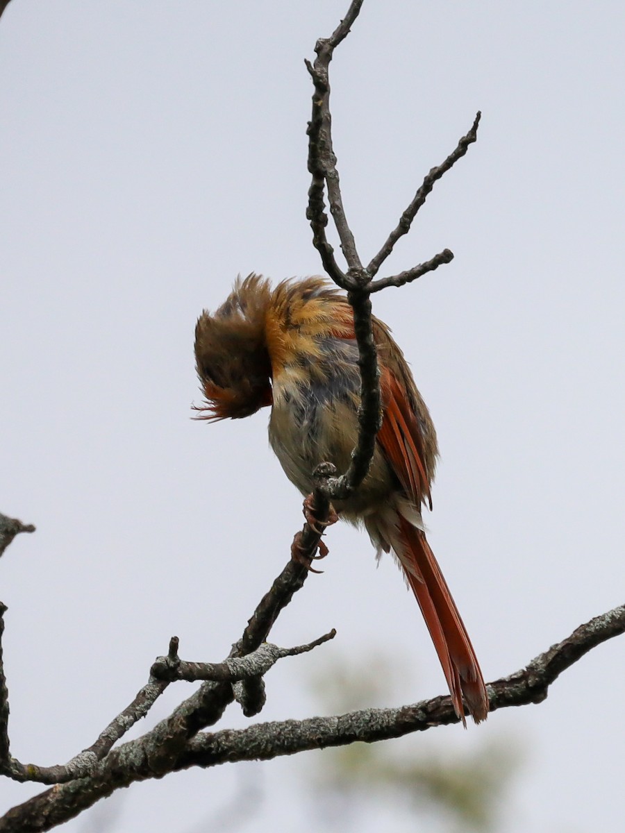 Cardinal rouge - ML620618738