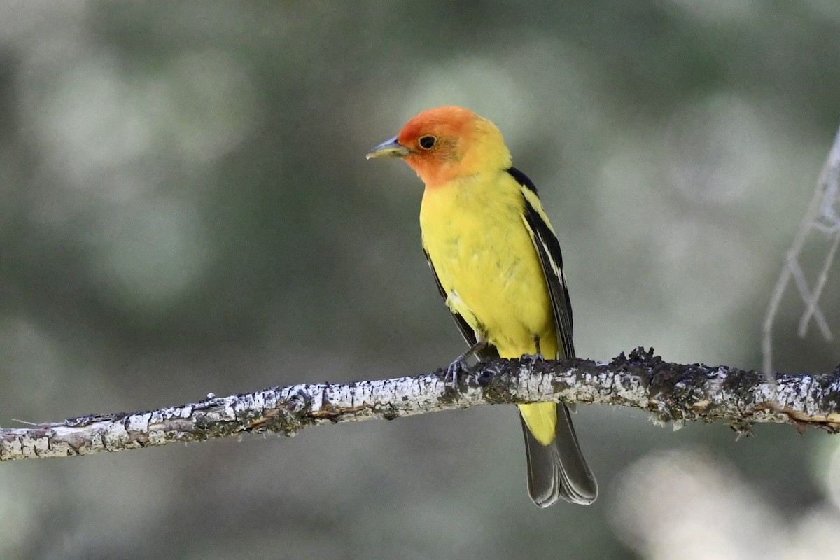 Western Tanager - ML620618740