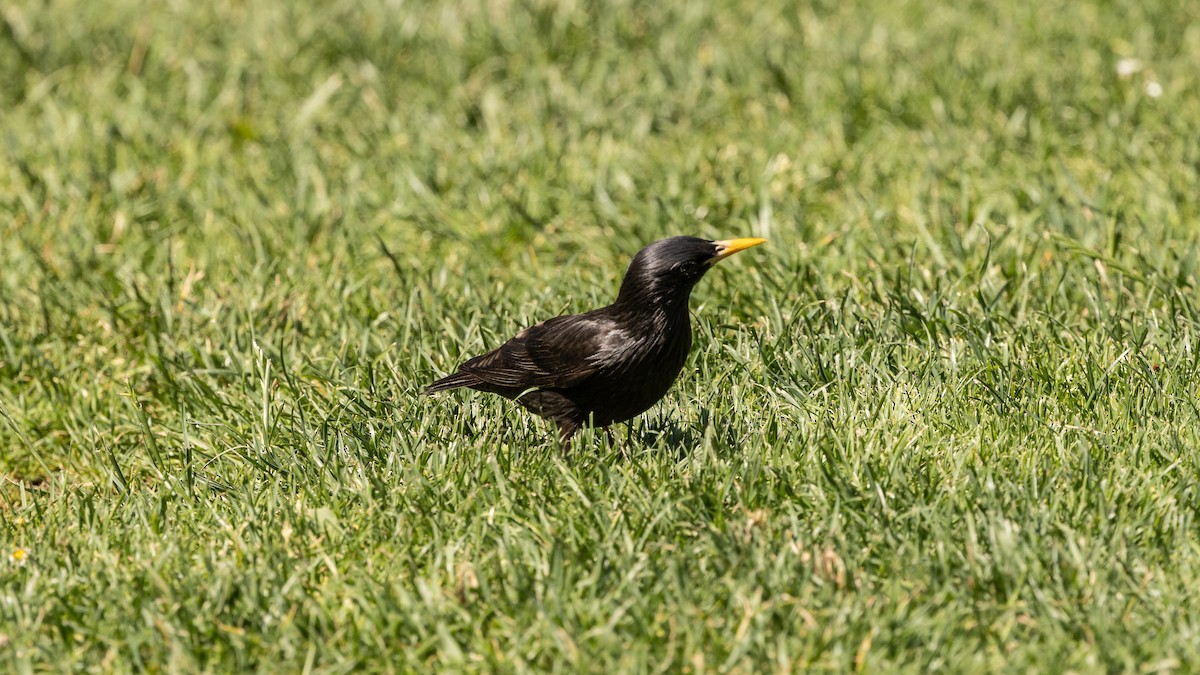 Spotless Starling - ML620618741