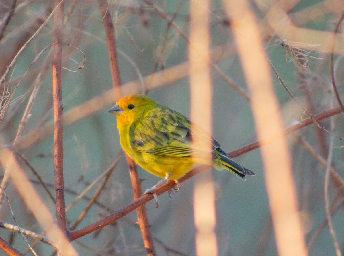 Saffron Finch - ML620618743