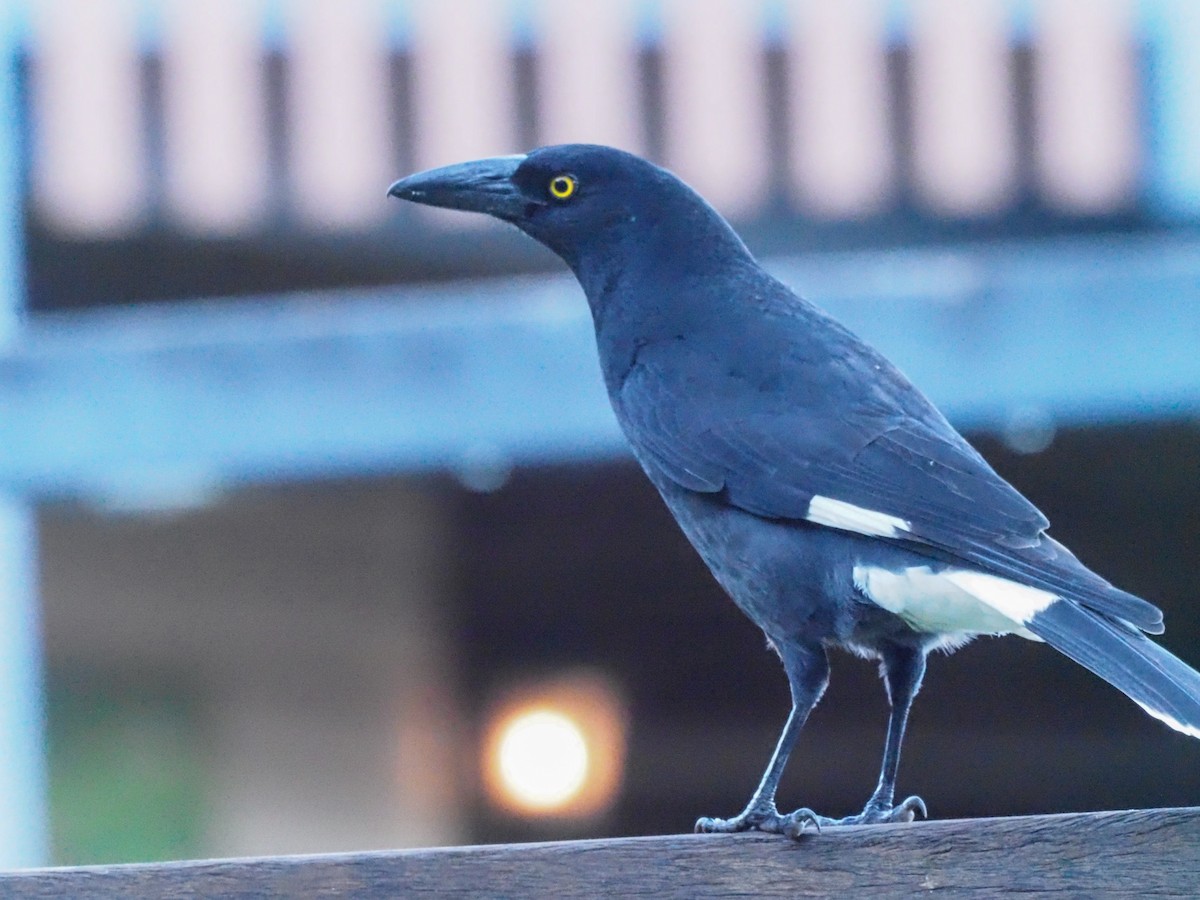 Pied Currawong - ML620618744