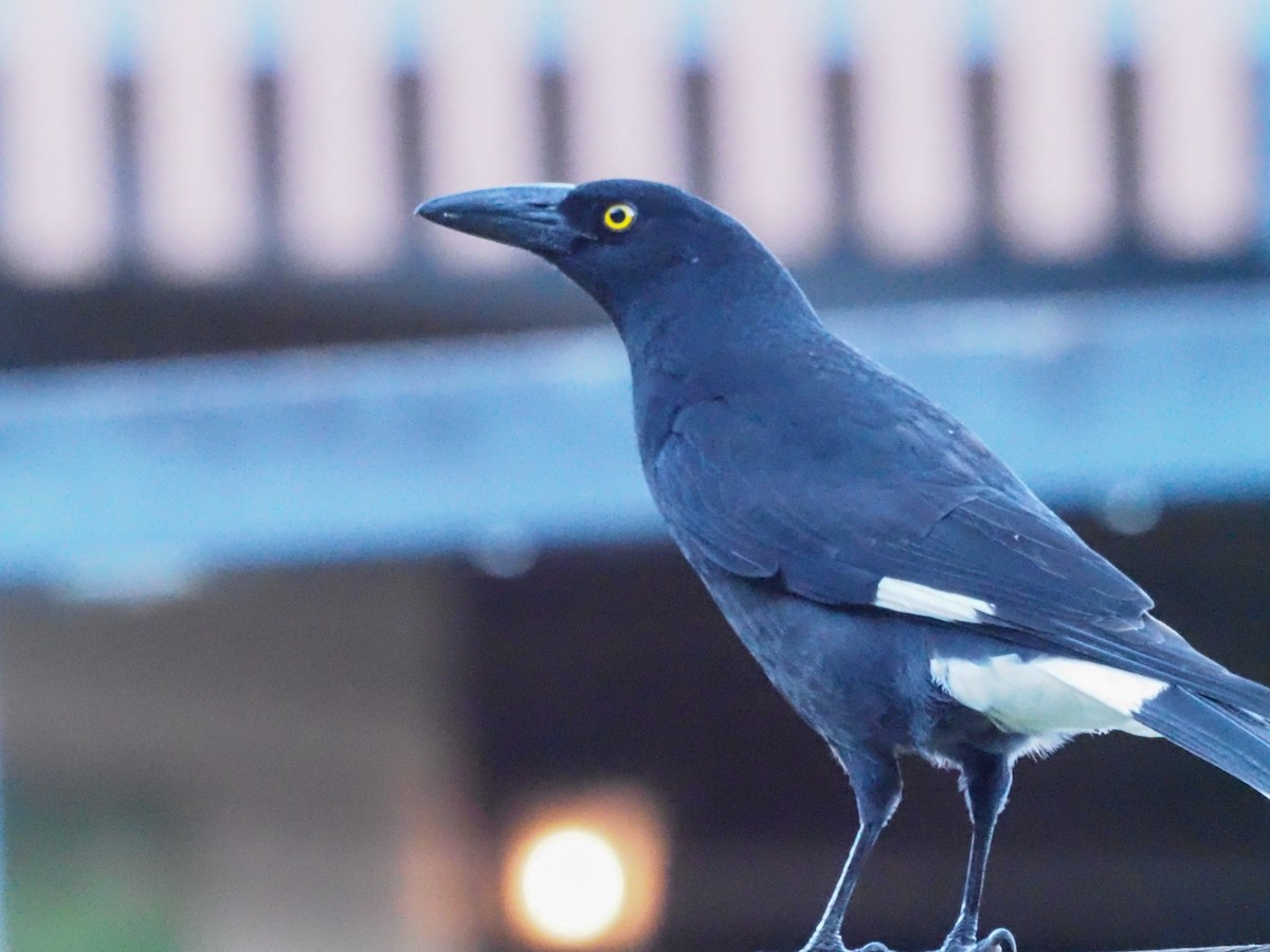 Pied Currawong - ML620618745