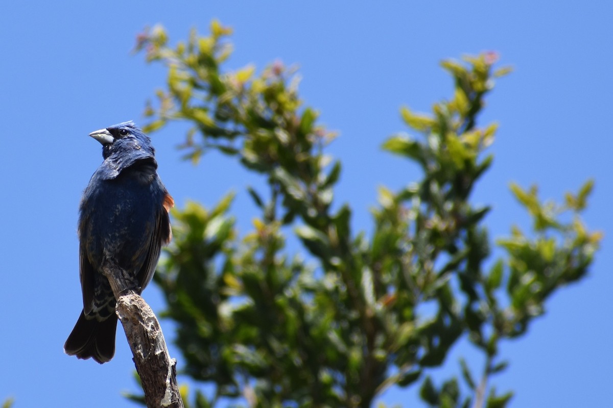 Blue Grosbeak - ML620618746