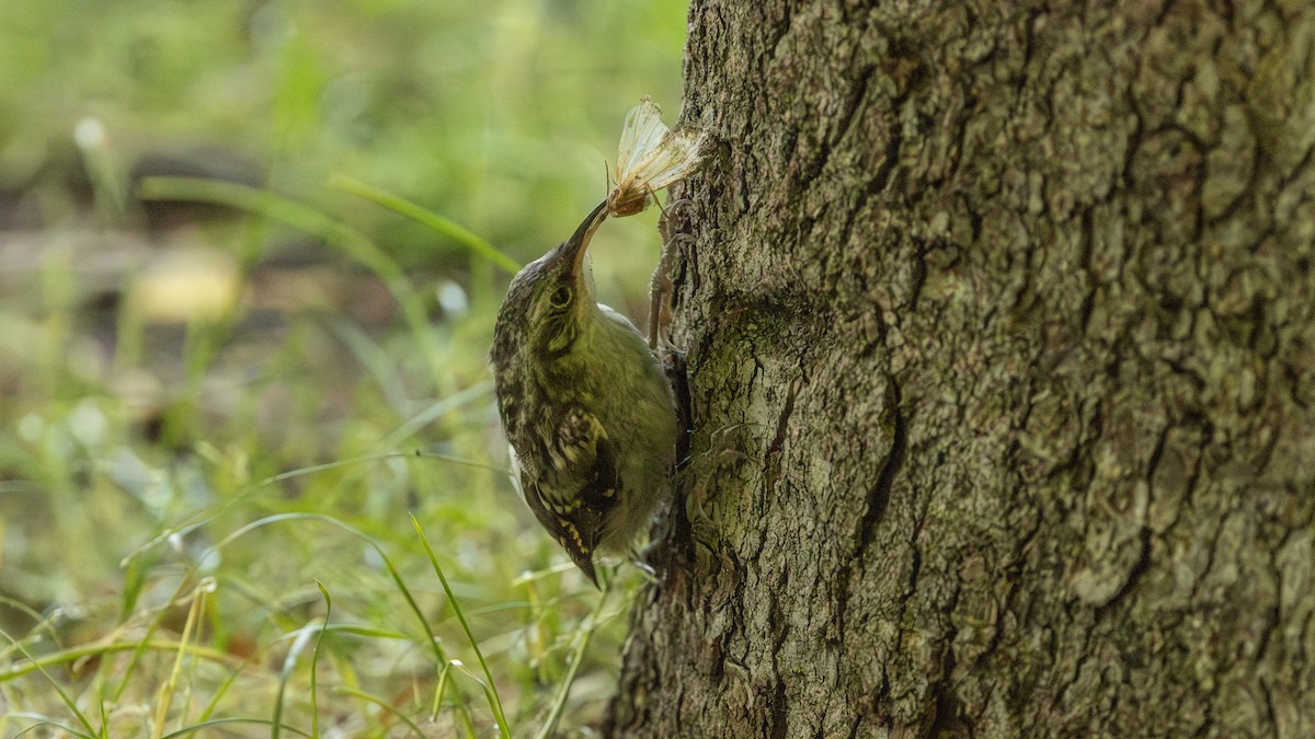 Short-toed Treecreeper - ML620618749