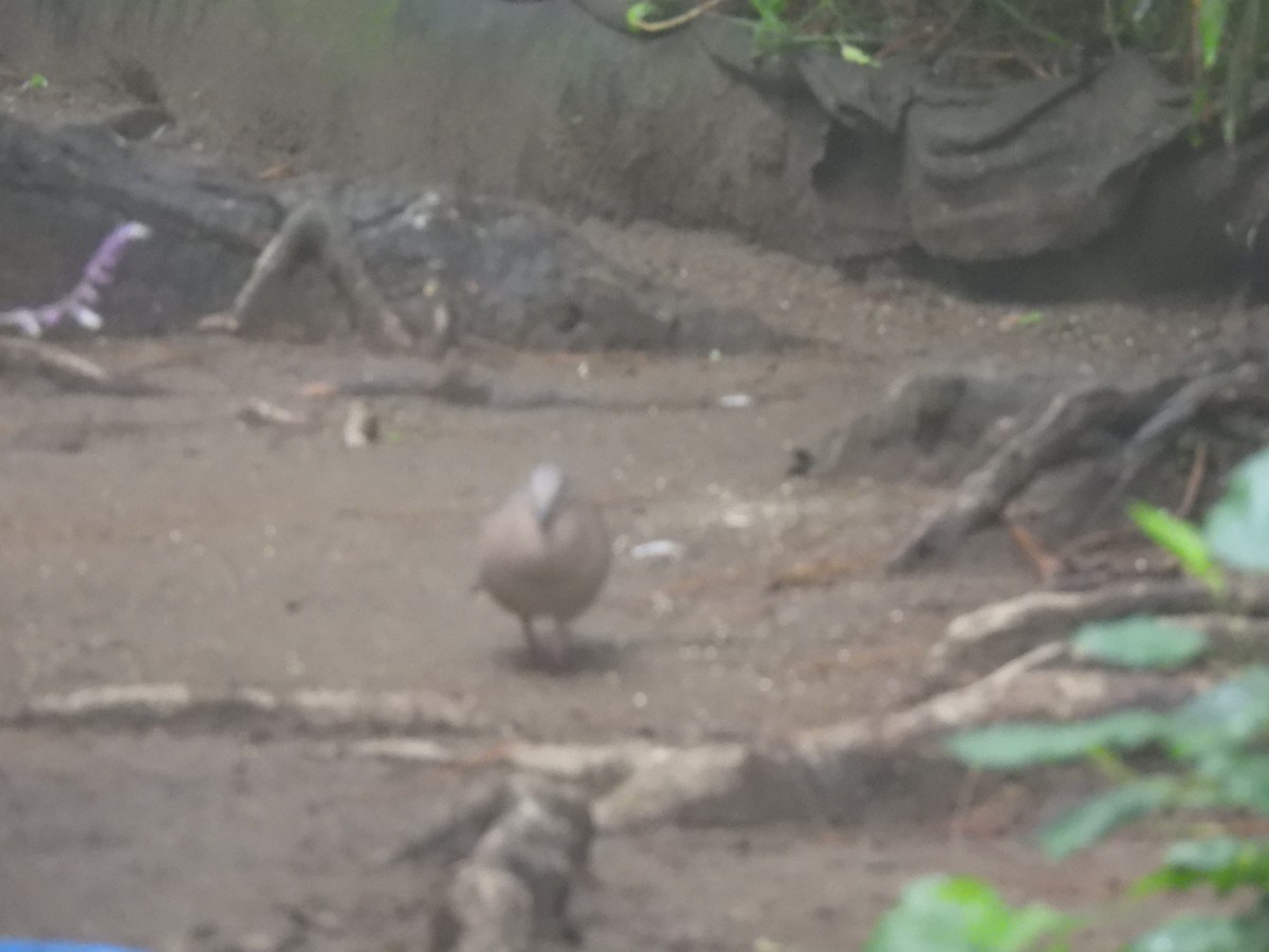 White-tipped Dove - ML620618751