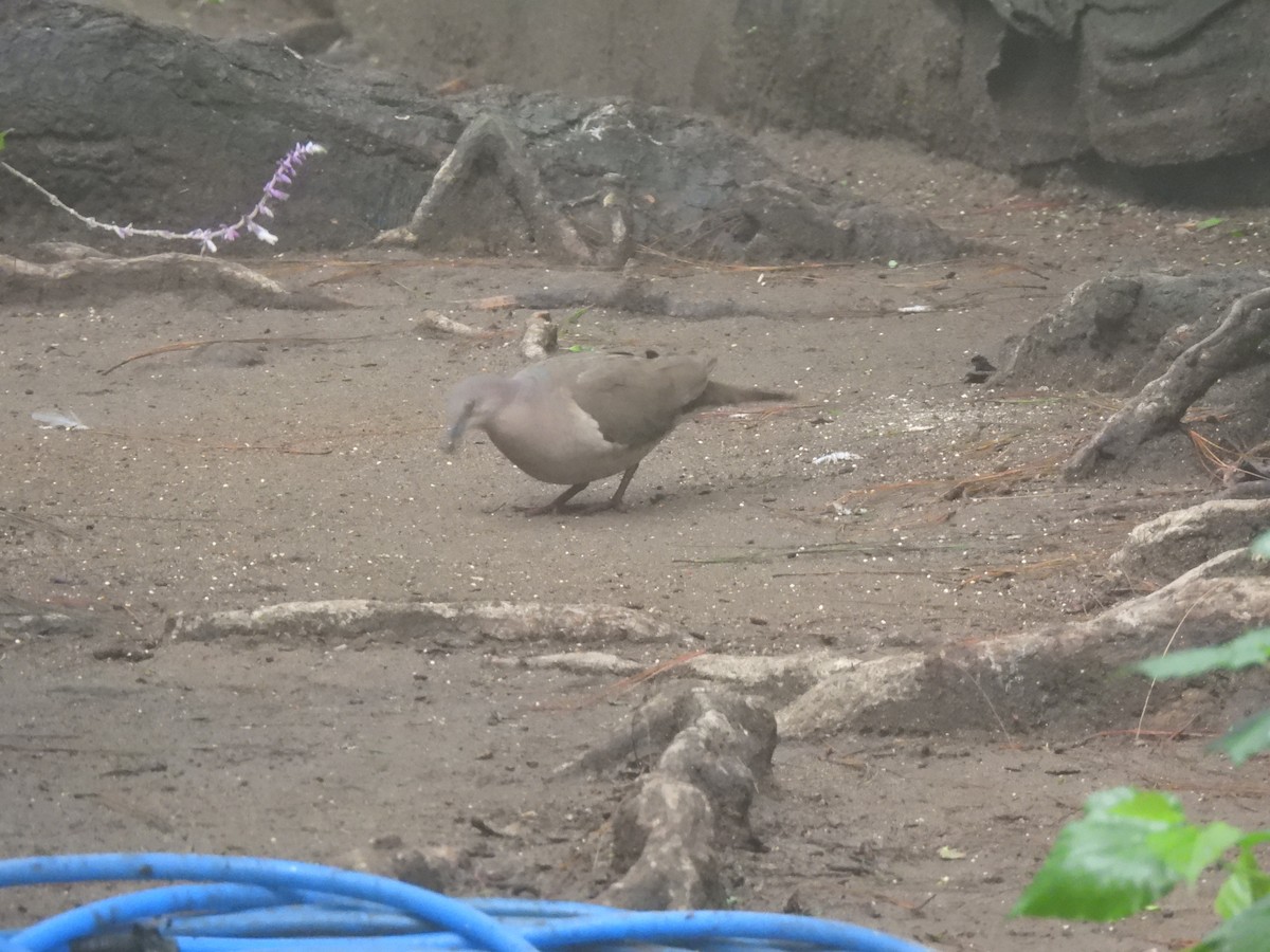 White-tipped Dove - ML620618753