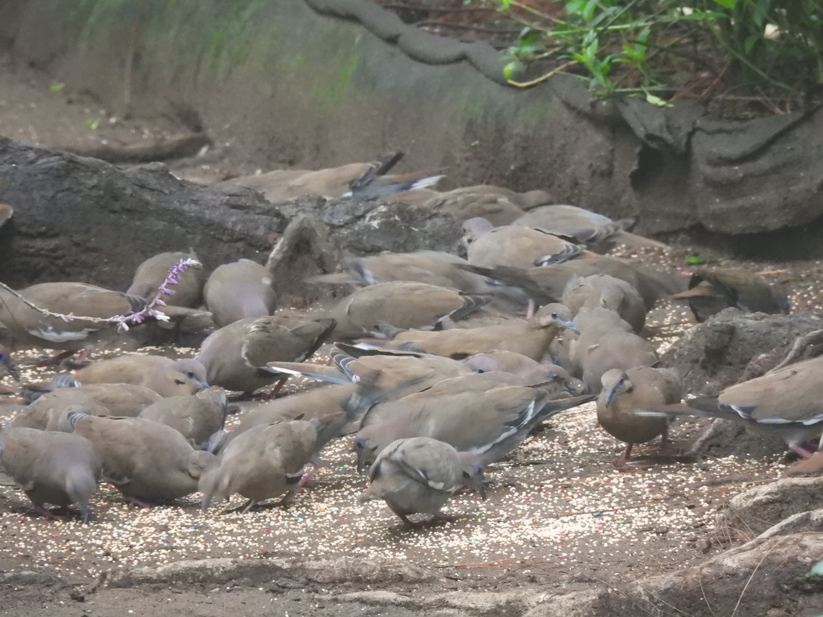 White-winged Dove - ML620618756