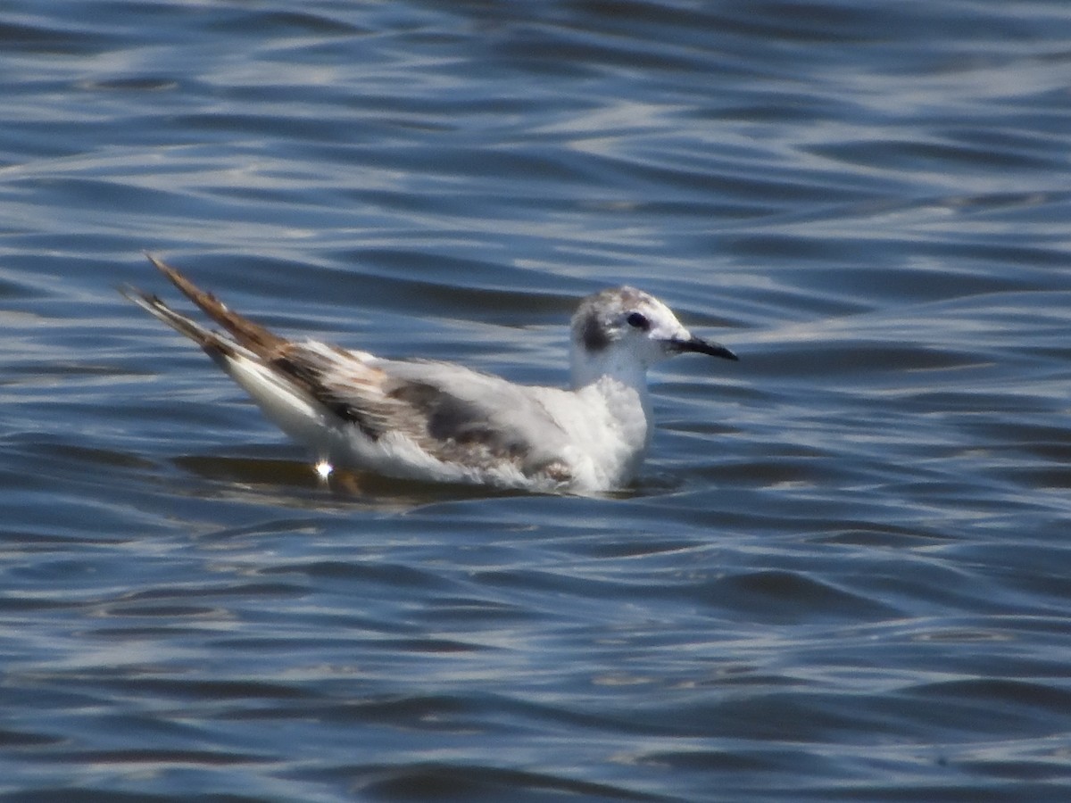 Bonaparte's Gull - ML620618757