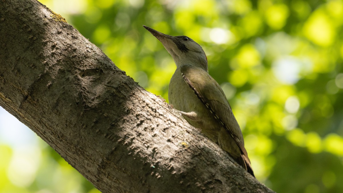 Iberian Green Woodpecker - ML620618758