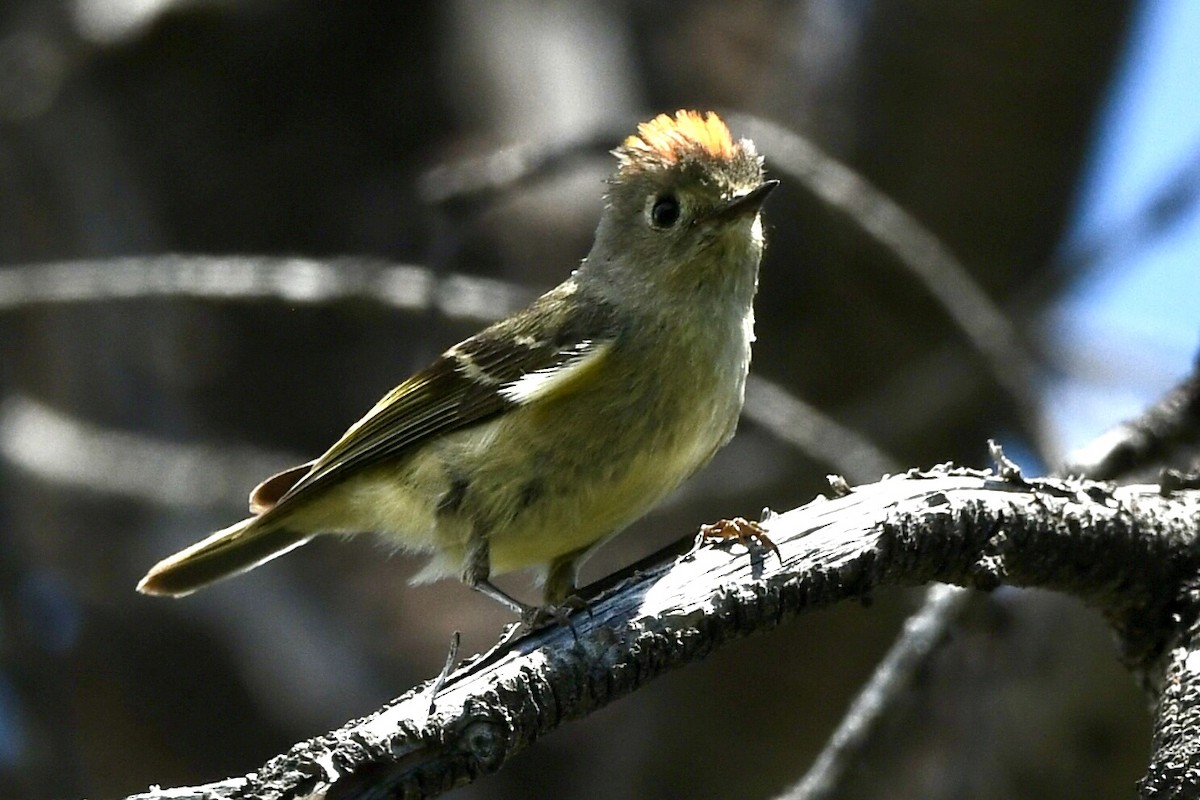 Roitelet à couronne rubis - ML620618761