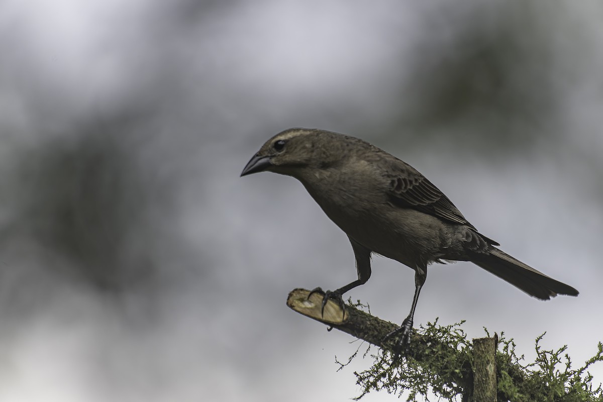 Shiny Cowbird - ML620618762