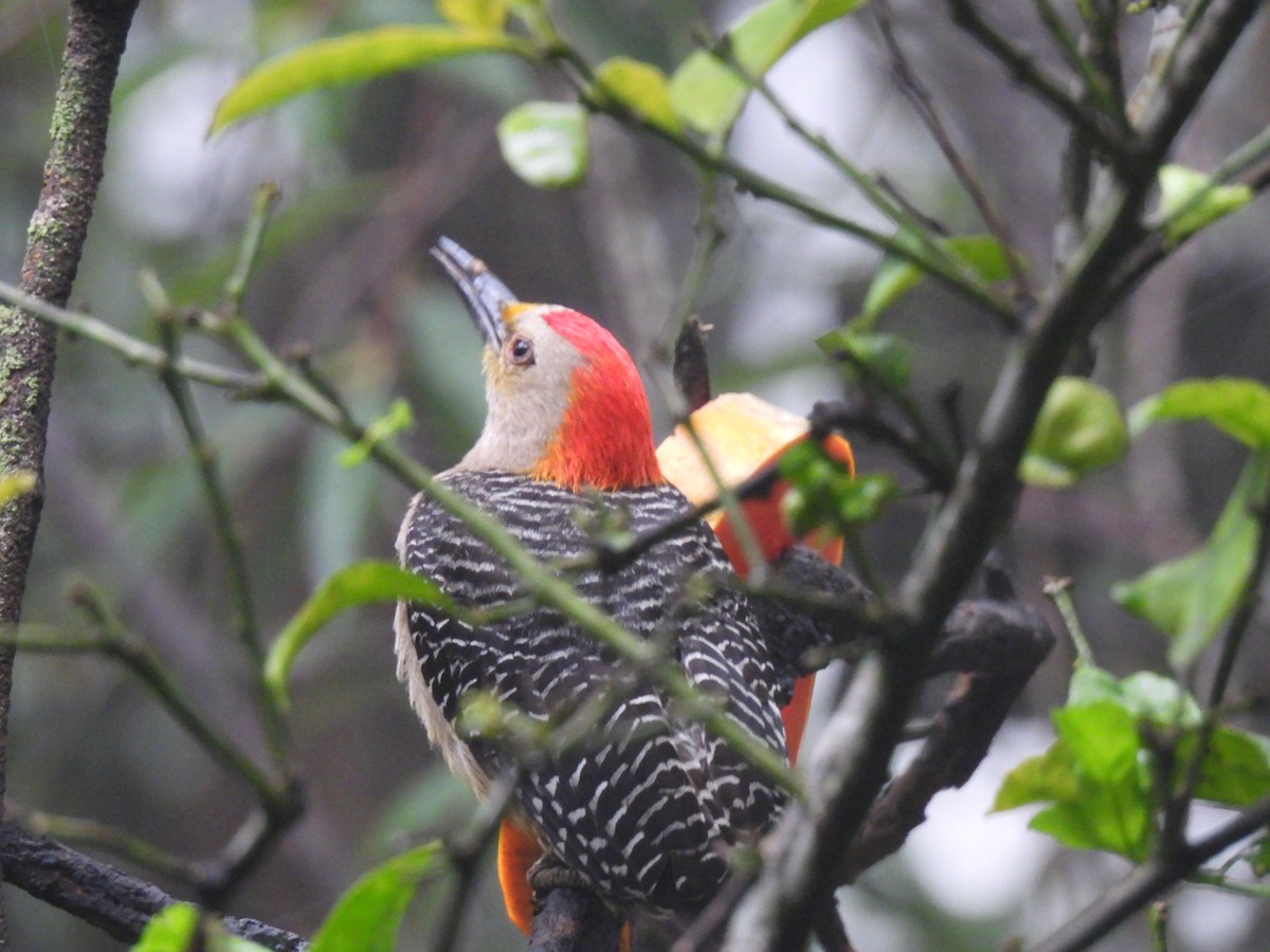 Golden-fronted Woodpecker - ML620618763
