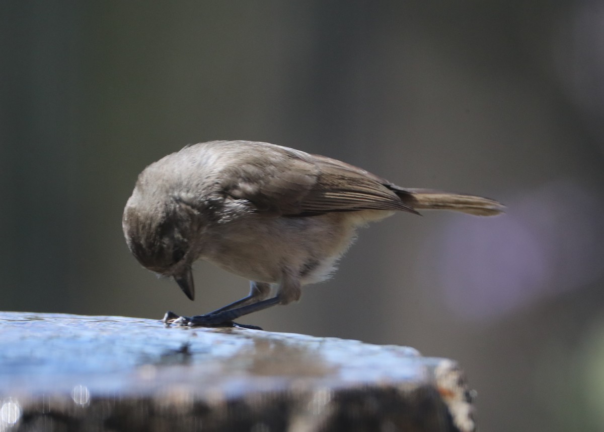 Oak Titmouse - ML620618768