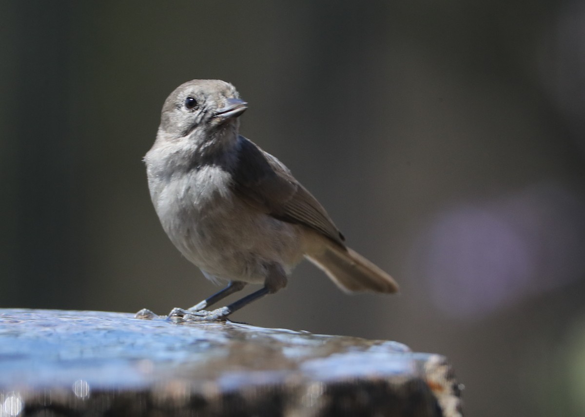 Oak Titmouse - ML620618769