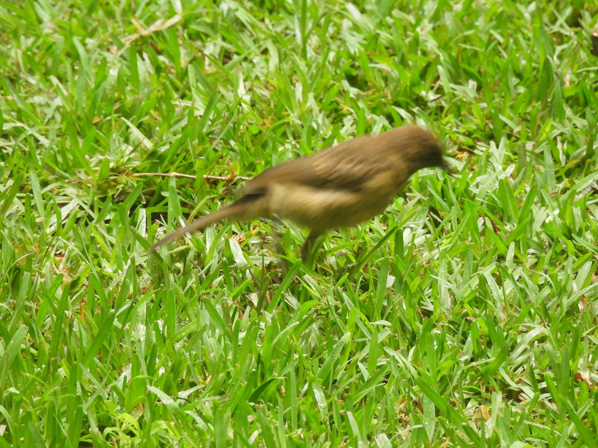 Clay-colored Thrush - ML620618771